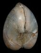 Polished Fossil Clam - Large Size #5258-1